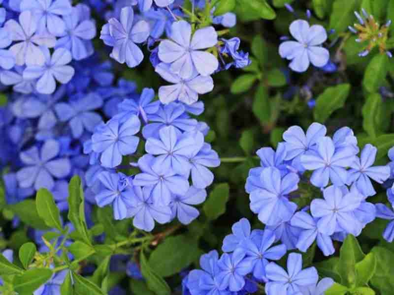 Why You Want to Plant Blue Plumbago in Your South Texas Garden Today
