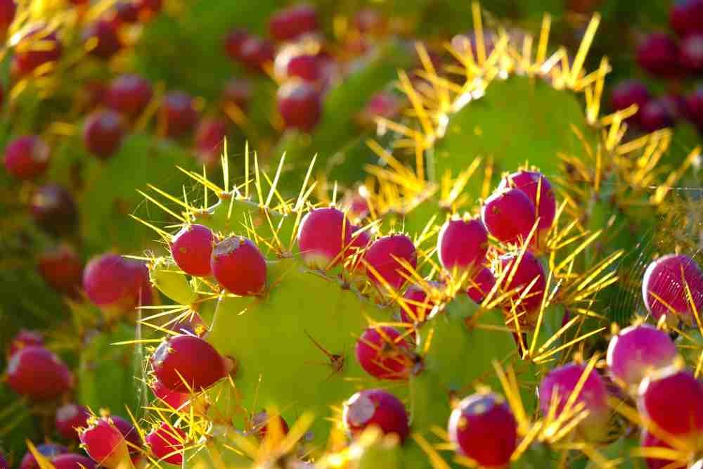 Prickly Pear Perfection: Why This Texas Native is the Star of Your Yard